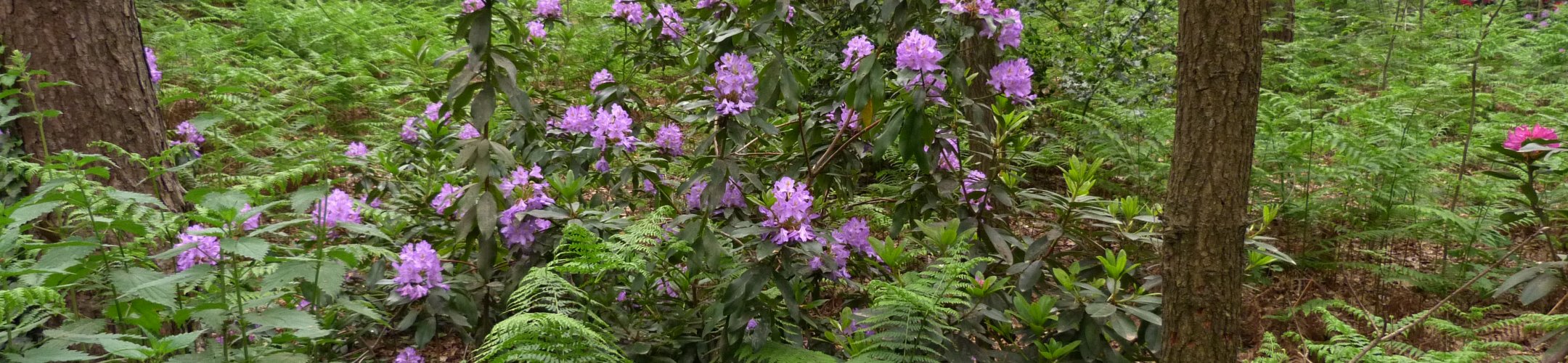 Pontische rododendron